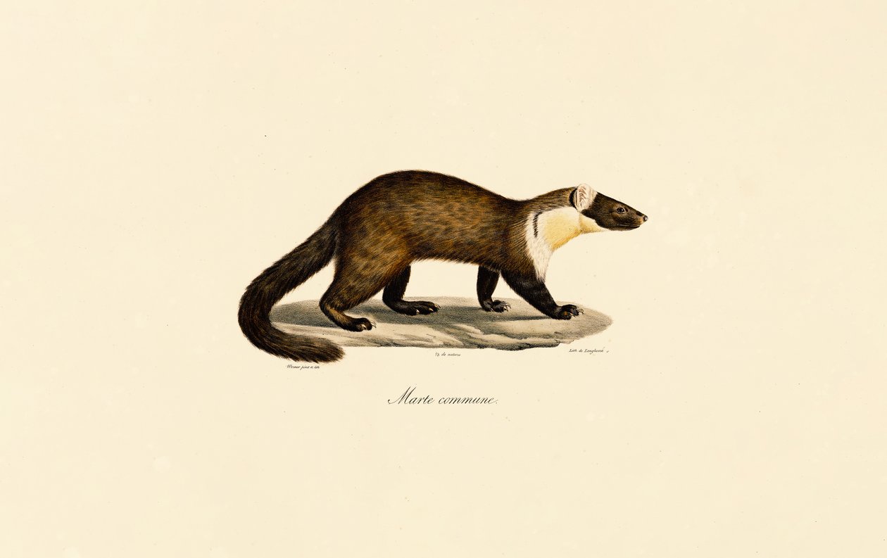 European Beech Marten by Jacques Christophe Werner