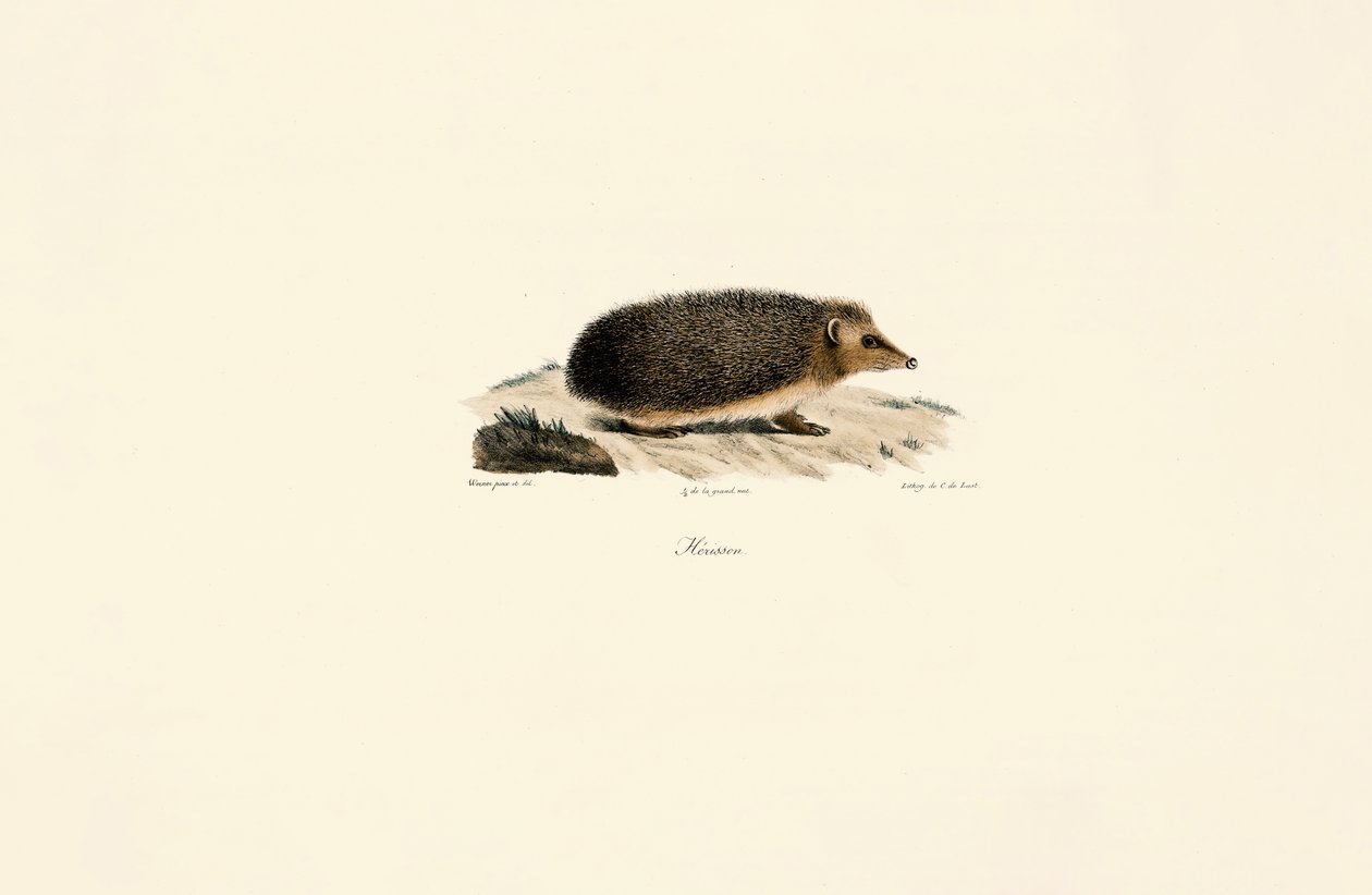 European Hedgehog by Jacques Christophe Werner