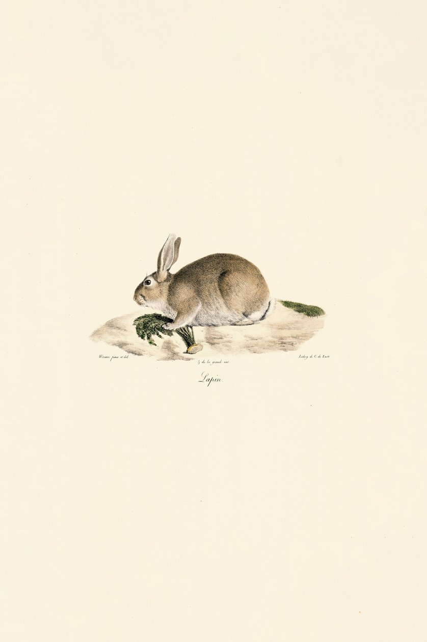 European Rabbit by Jacques Christophe Werner