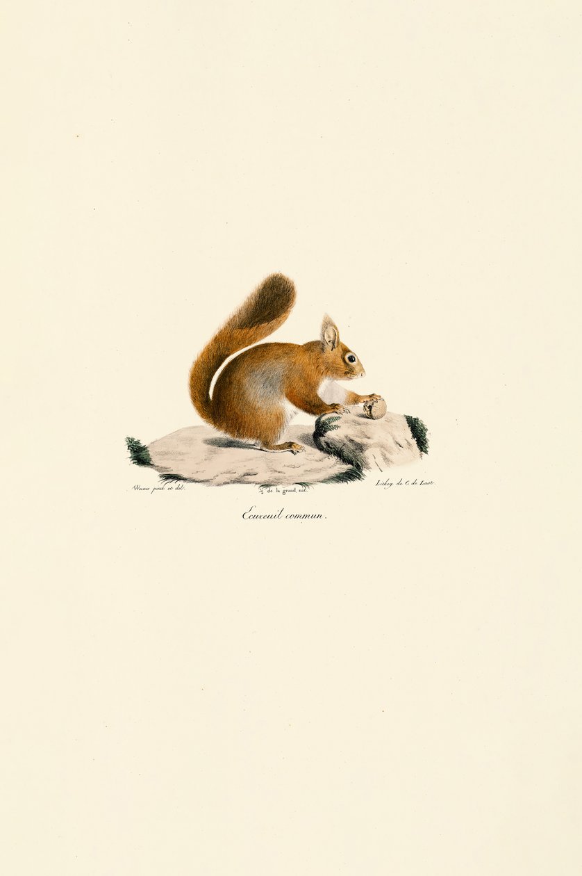 European Red Squirrel by Jacques Christophe Werner