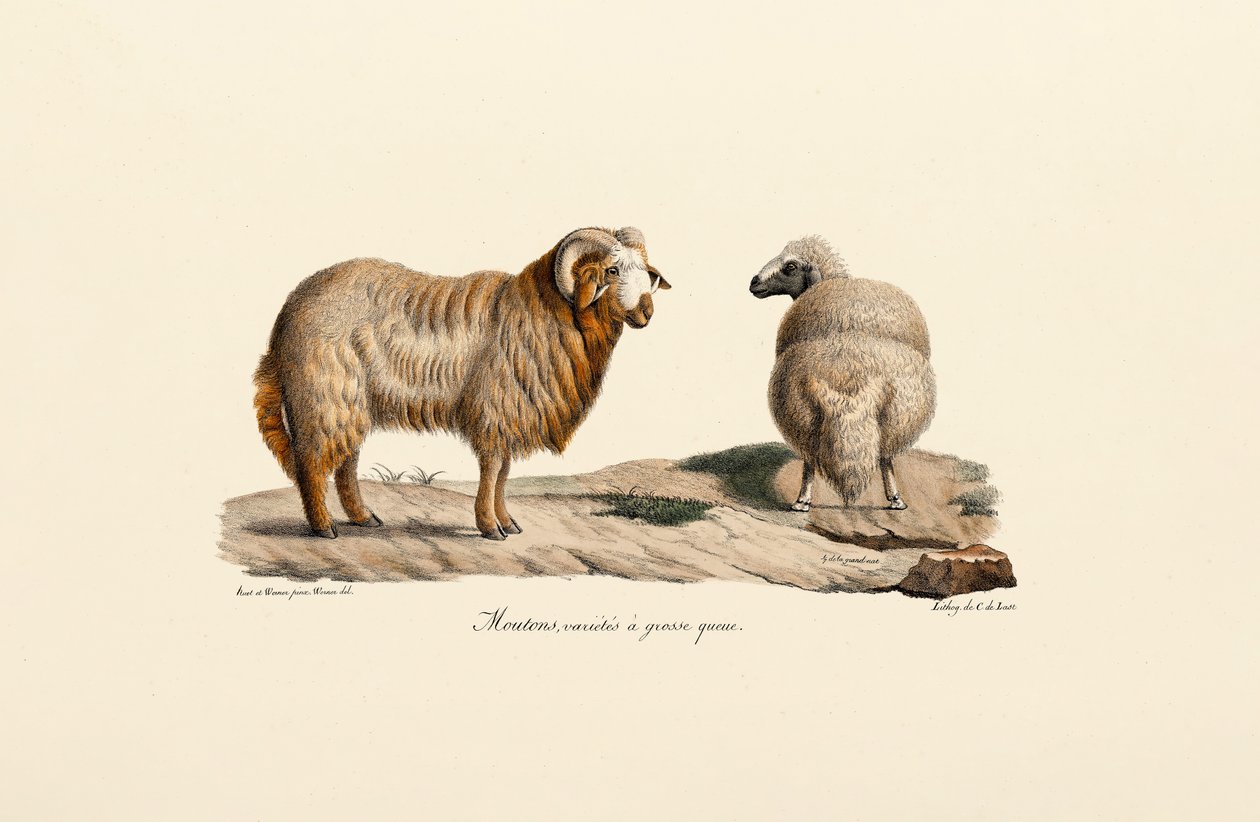Fat-tailed Sheep by Jacques Christophe Werner