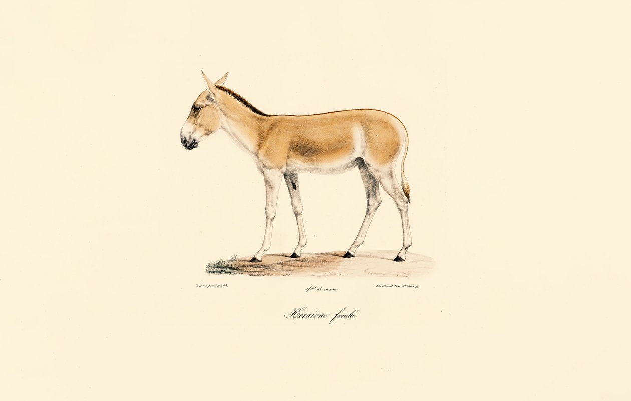 Female Asian Wild Ass by Jacques Christophe Werner
