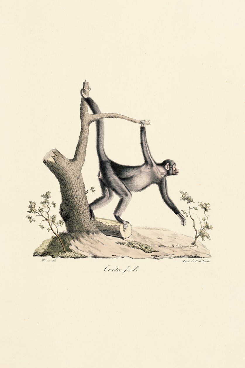 Female Black Spider Monkey by Jacques Christophe Werner