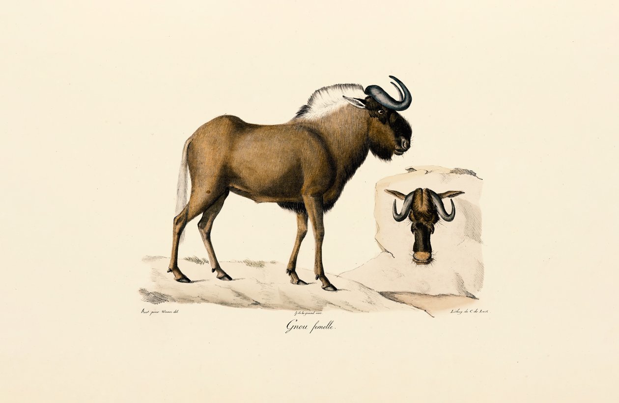 Female Blue Wildebeest by Jacques Christophe Werner