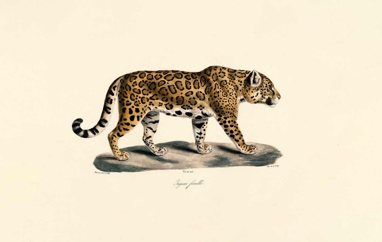 Female Jaguar by Jacques Christophe Werner