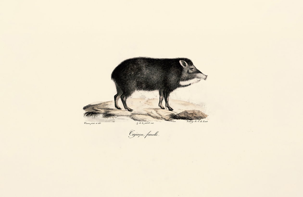 Female Peccary by Jacques Christophe Werner