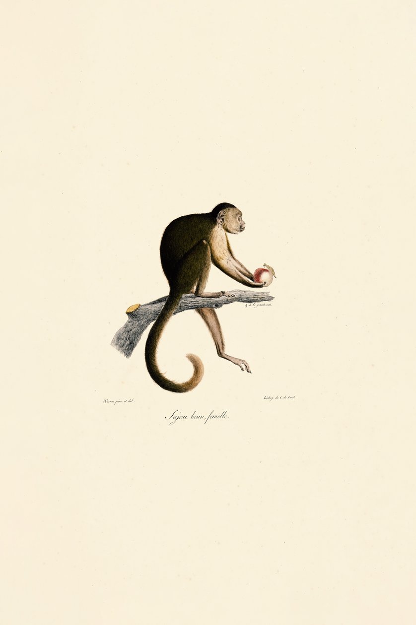 Female Tufted Capuchin by Jacques Christophe Werner