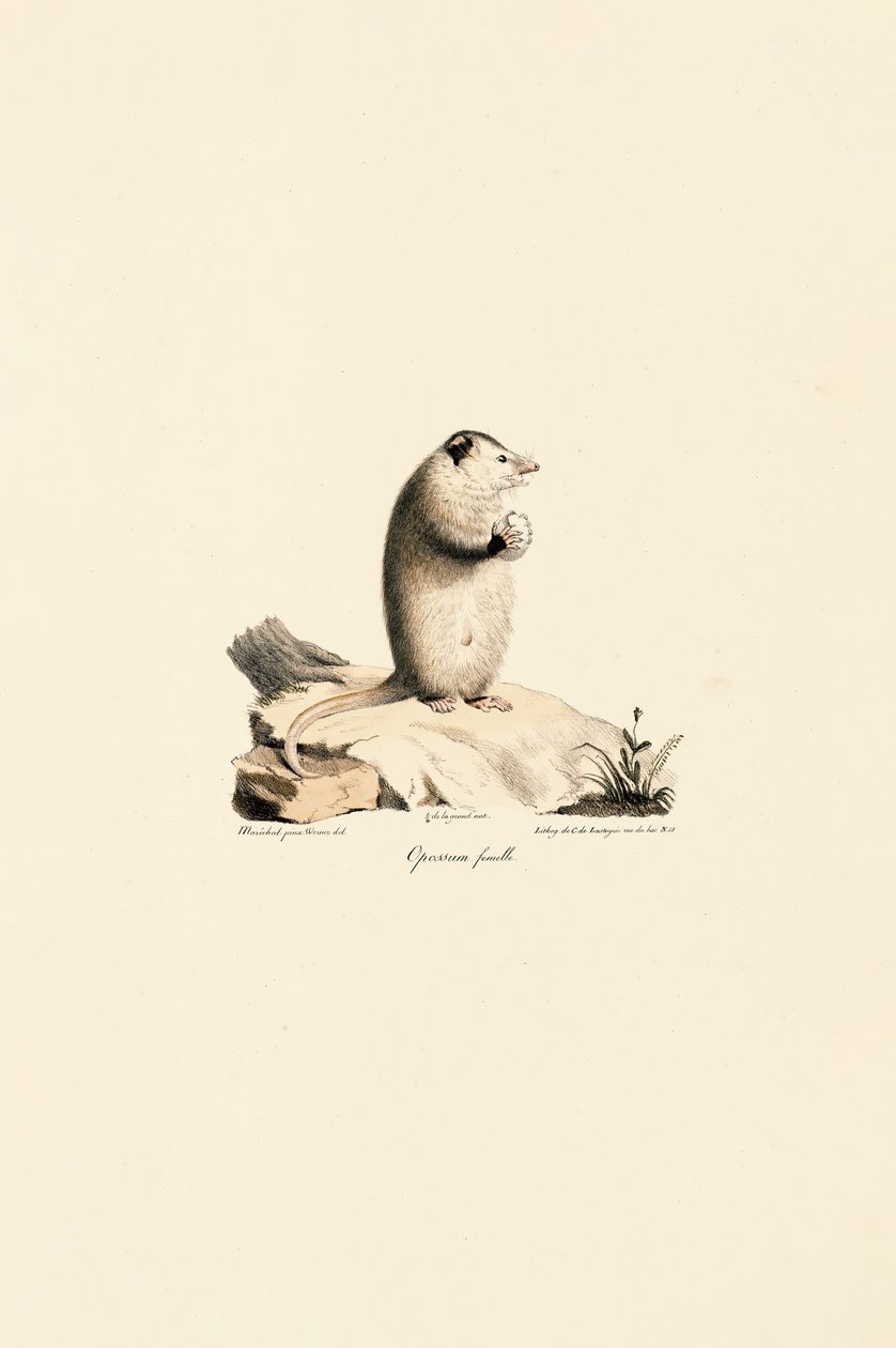 Female Virginia Opossum by Jacques Christophe Werner