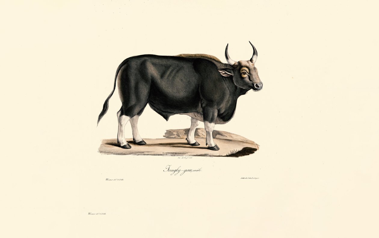 Male Gaur by Jacques Christophe Werner