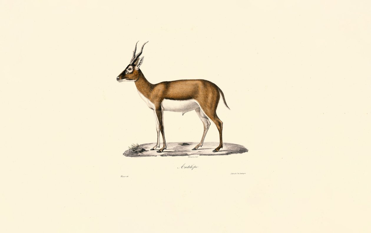 Goitered Gazelle by Jacques Christophe Werner