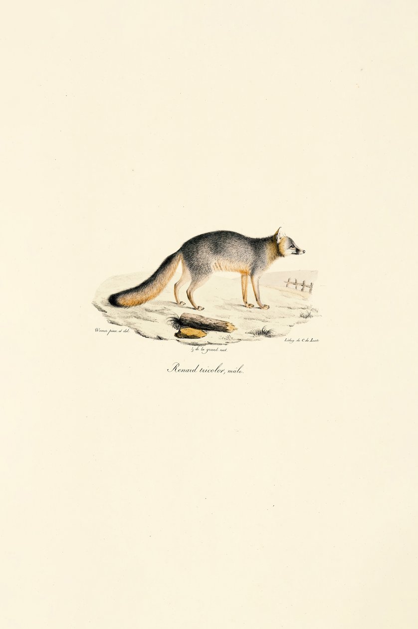 Male Gray Fox by Jacques Christophe Werner