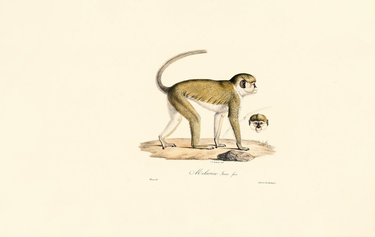 Green Monkey (Female) by Jacques Christophe Werner