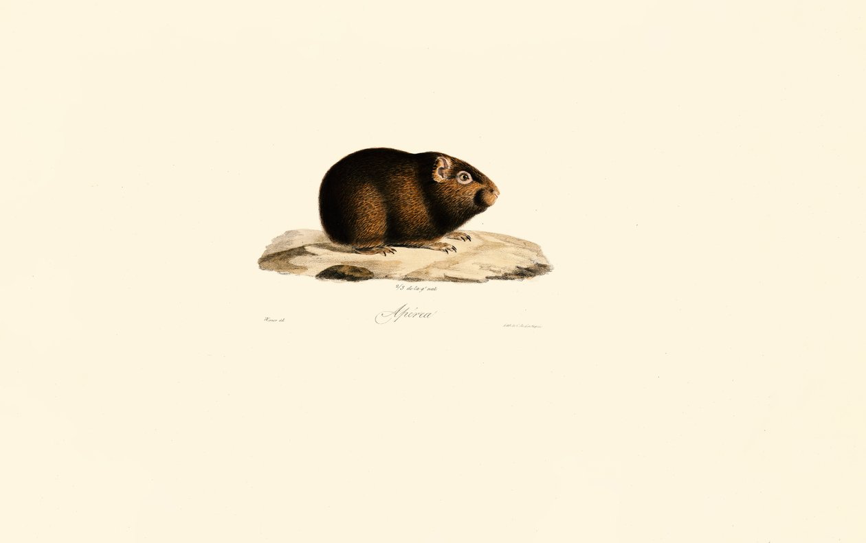 Guinea Pig by Jacques Christophe Werner