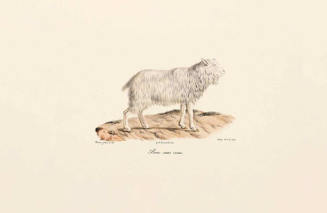 Hornless Goat by Jacques Christophe Werner