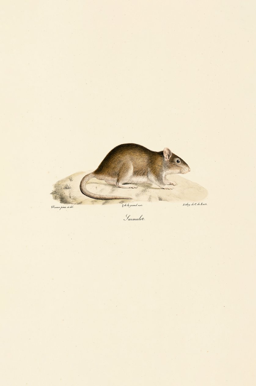 House Mouse by Jacques Christophe Werner