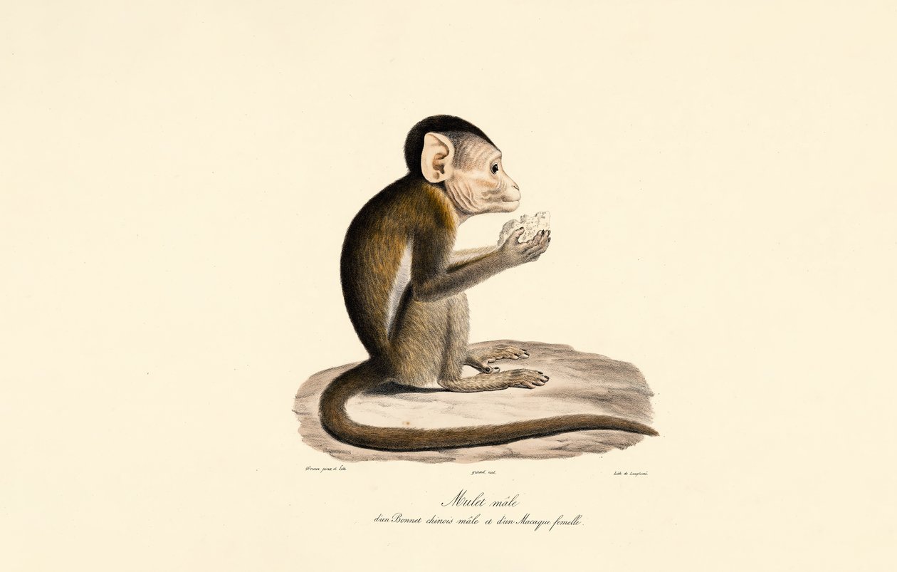 Hybrid of Bonnet and Pig-tailed Macaque by Jacques Christophe Werner