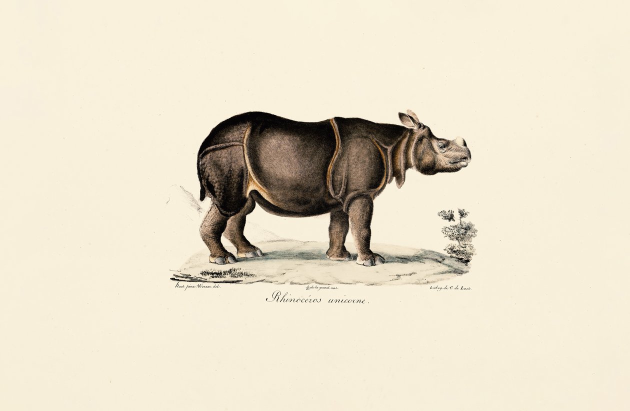 Indian Rhinoceros by Jacques Christophe Werner