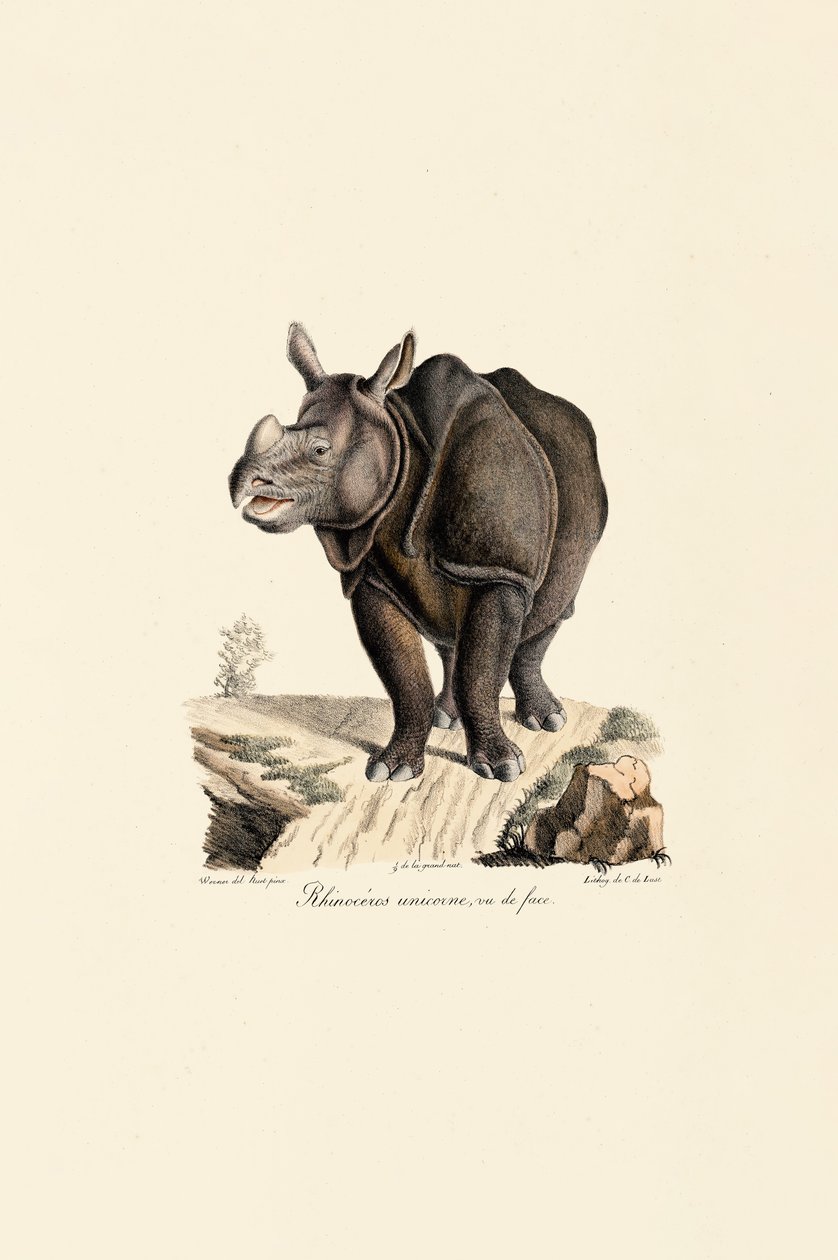 Indian Rhinoceros, Front View by Jacques Christophe Werner