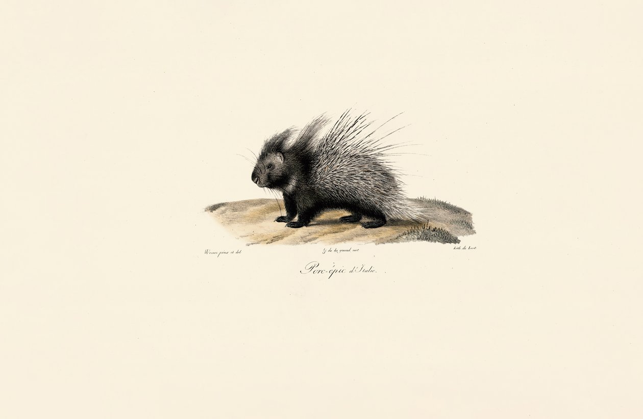 Italian Crested Porcupine by Jacques Christophe Werner