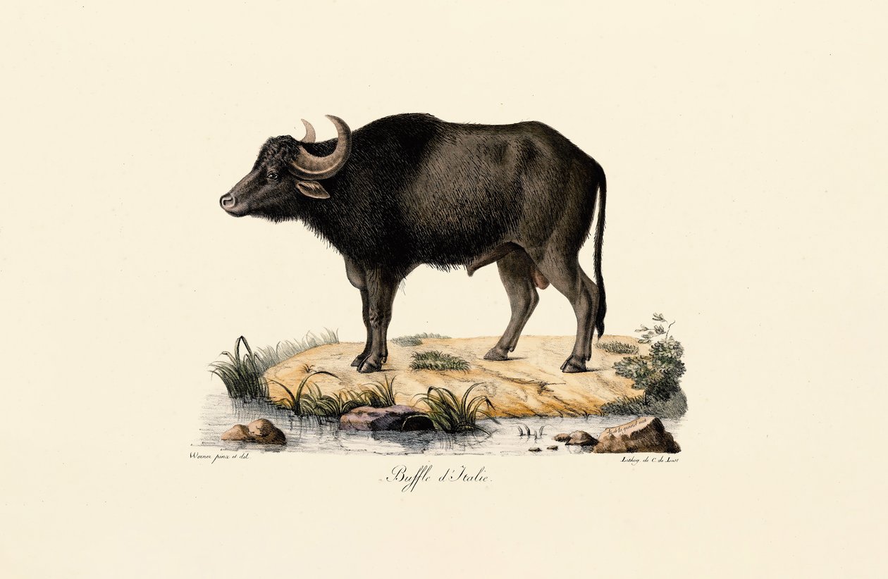 Italian Water Buffalo by Jacques Christophe Werner