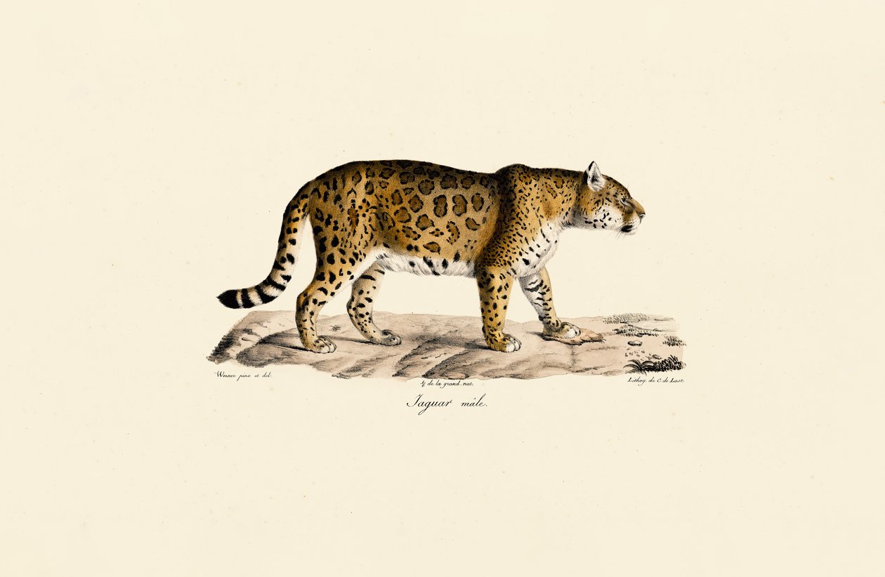 Jaguar (Male) in Side View by Jacques Christophe Werner
