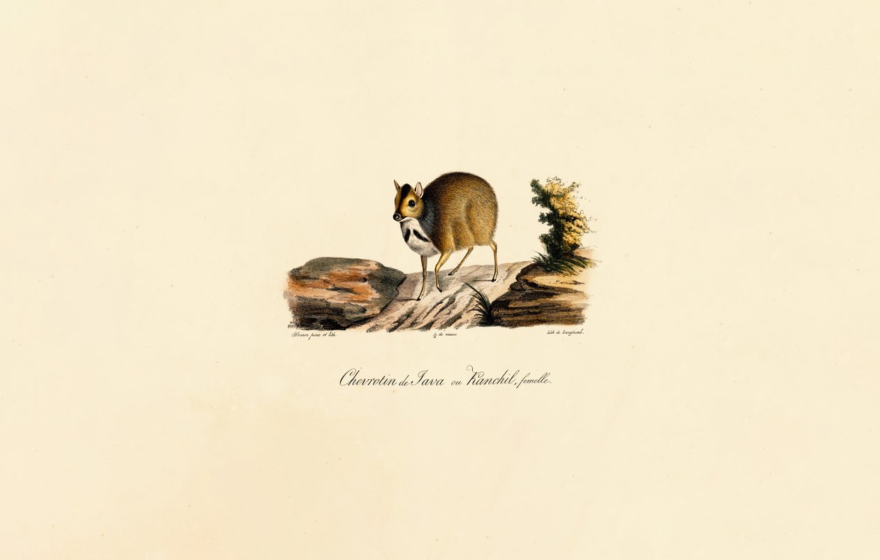 Javan Mouse-deer (Female) by Jacques Christophe Werner