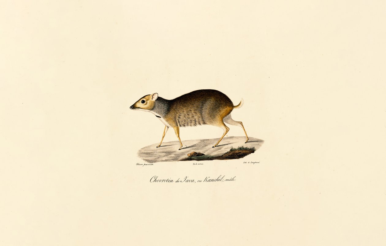 Javan Mouse-deer by Jacques Christophe Werner