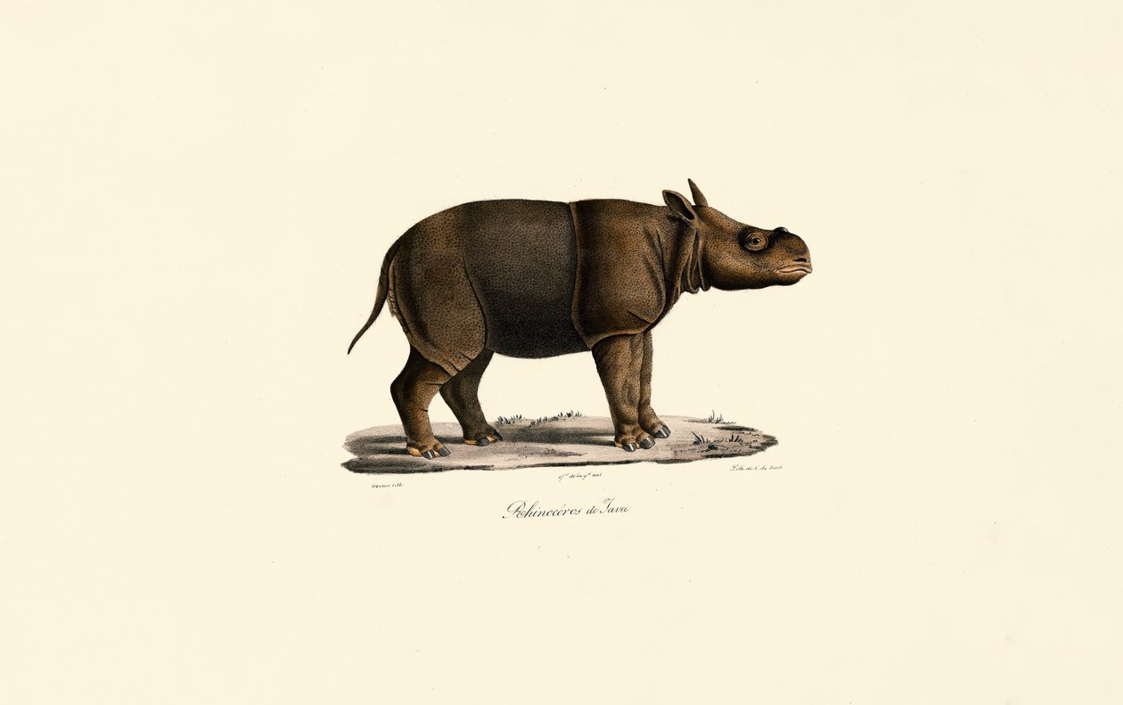 Javan Rhinoceros by Jacques Christophe Werner