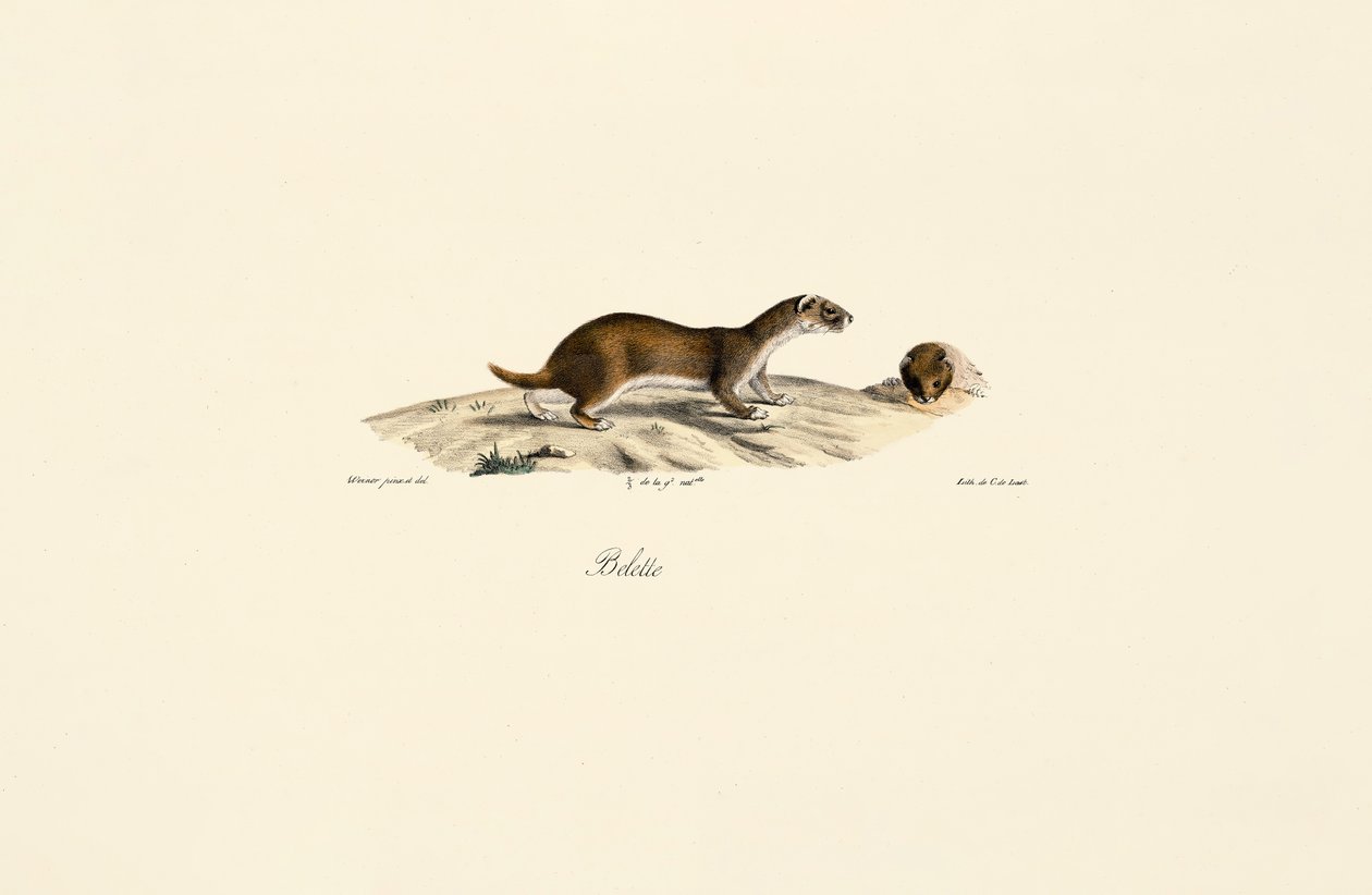 Least Weasel by Jacques Christophe Werner