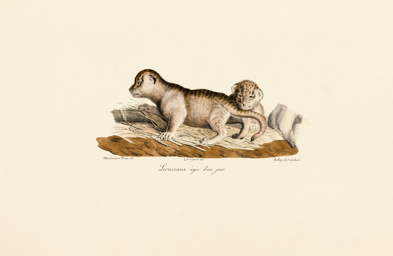 Lion Cubs One Day Old by Jacques Christophe Werner