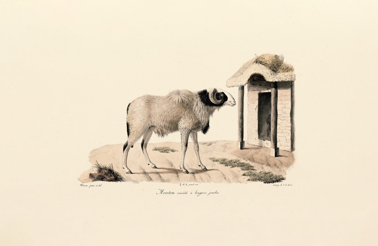 Long-legged Barbary Sheep by Jacques Christophe Werner