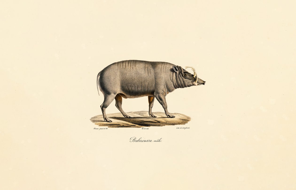 Male Babirusa by Jacques Christophe Werner