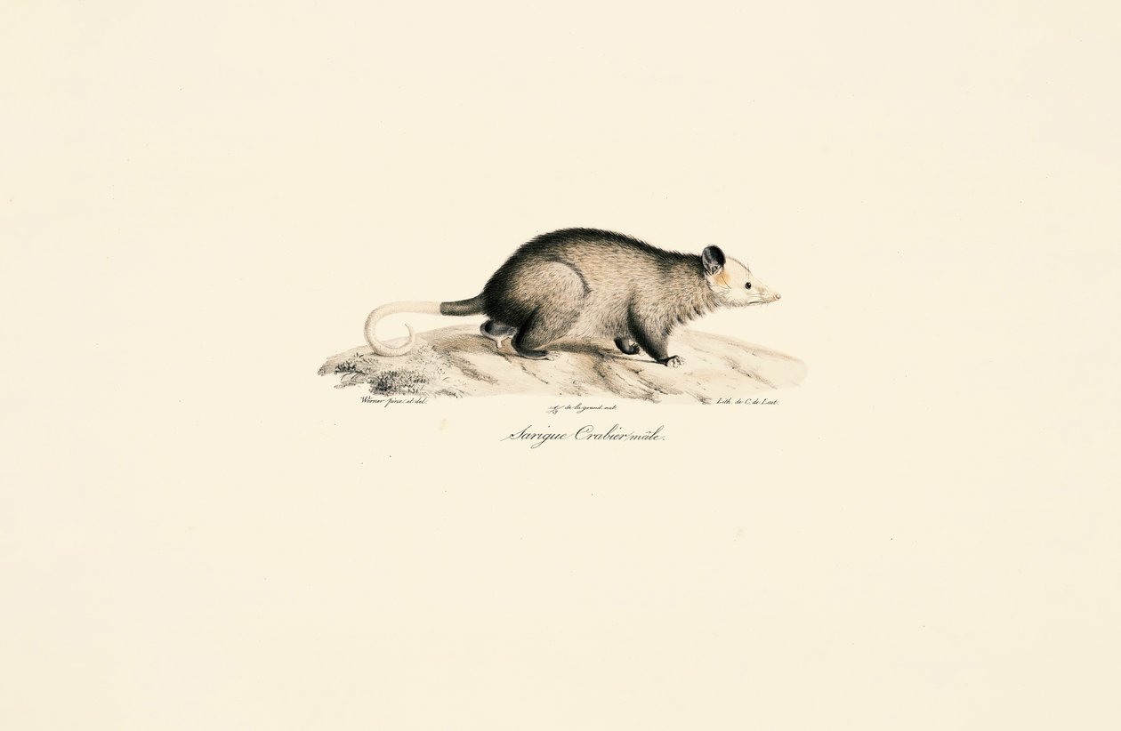 Male Bare-tailed Woolly Opossum by Jacques Christophe Werner