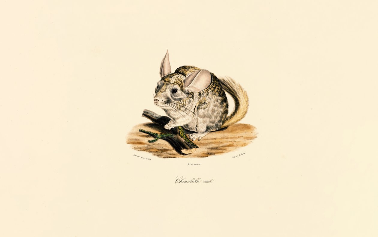 Male Chinchilla by Jacques Christophe Werner
