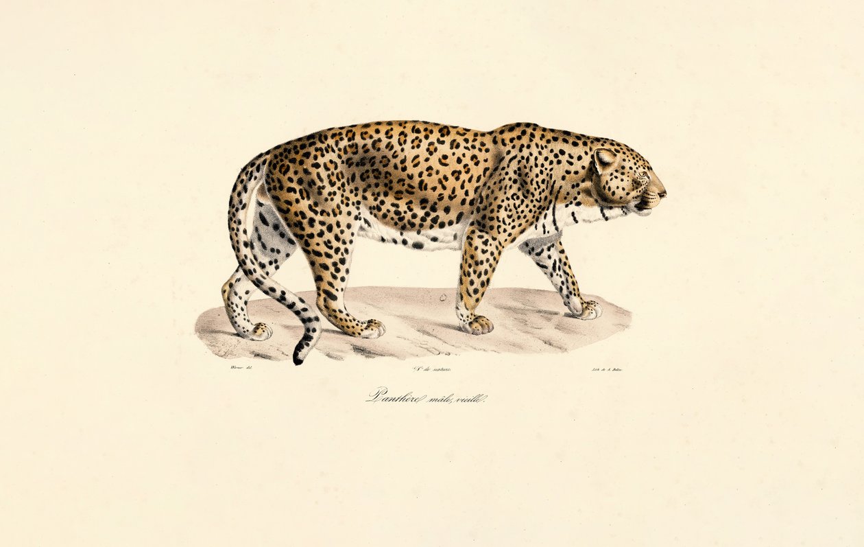 Male Leopard by Jacques Christophe Werner