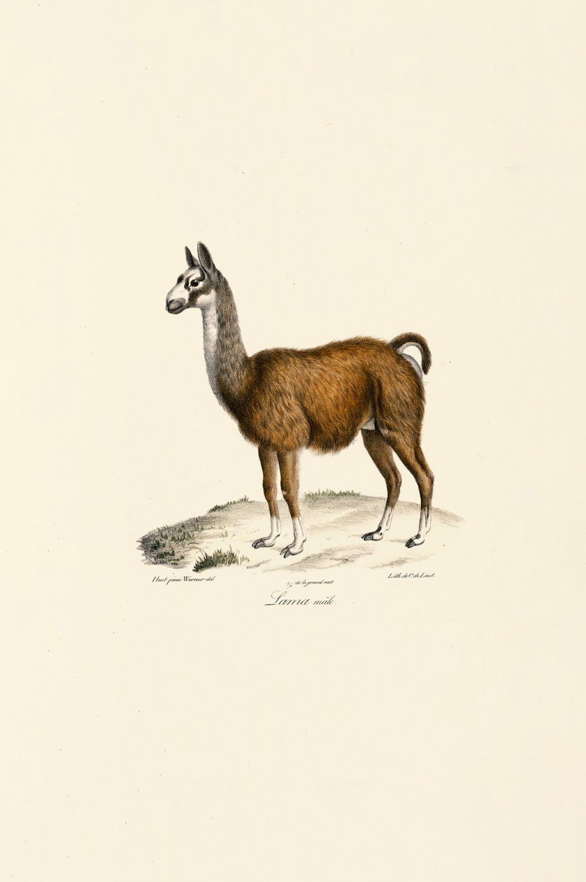 Male Llama by Jacques Christophe Werner