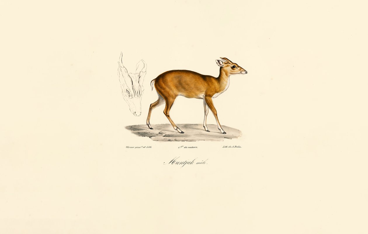 Male Muntjac by Jacques Christophe Werner