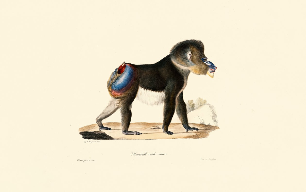 Mandrill by Jacques Christophe Werner