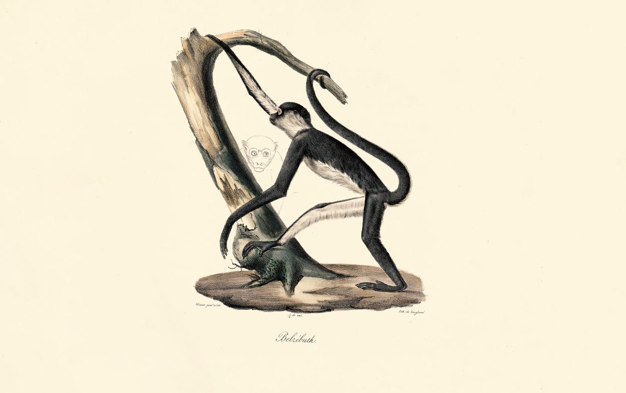 Mantled Guereza by Jacques Christophe Werner