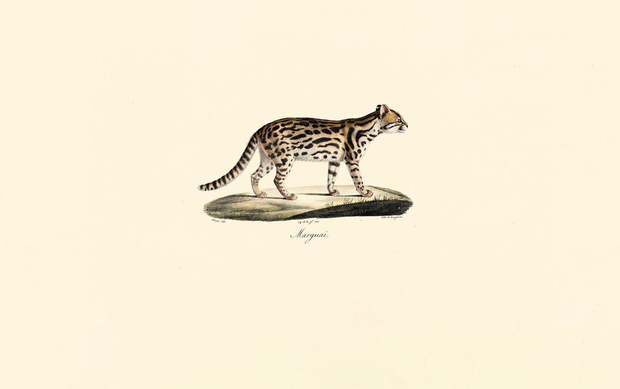 Margay by Jacques Christophe Werner