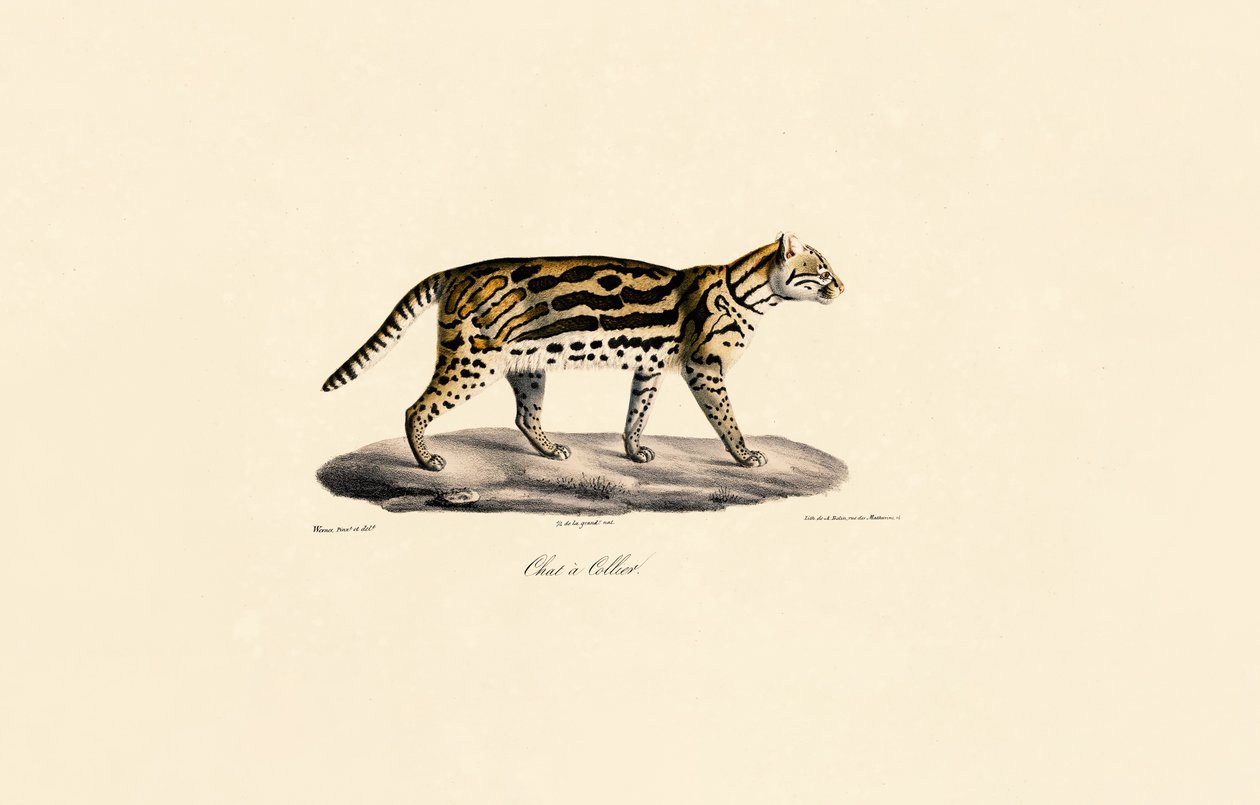 Margay Cat by Jacques Christophe Werner