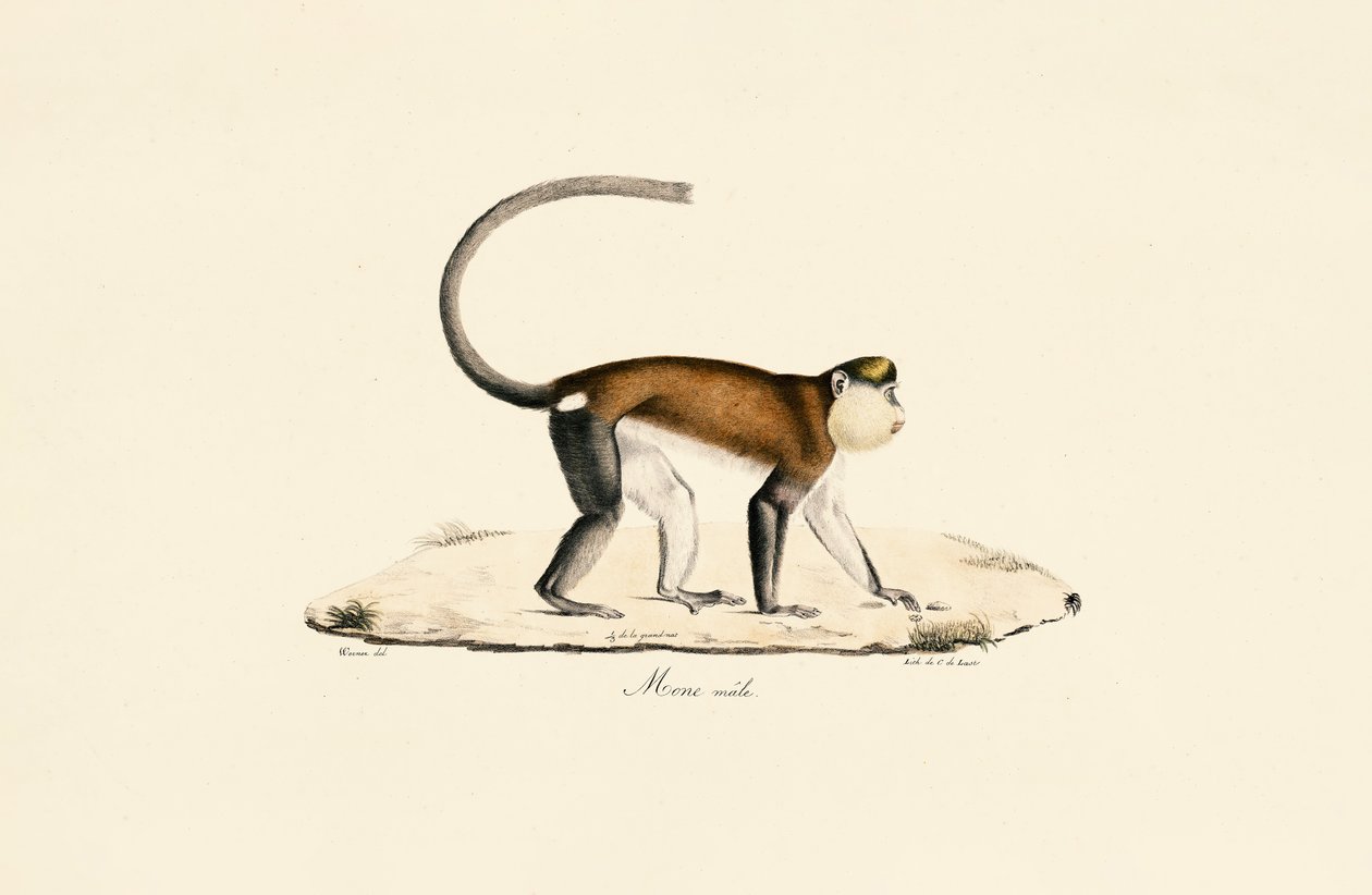 Mona Monkey by Jacques Christophe Werner