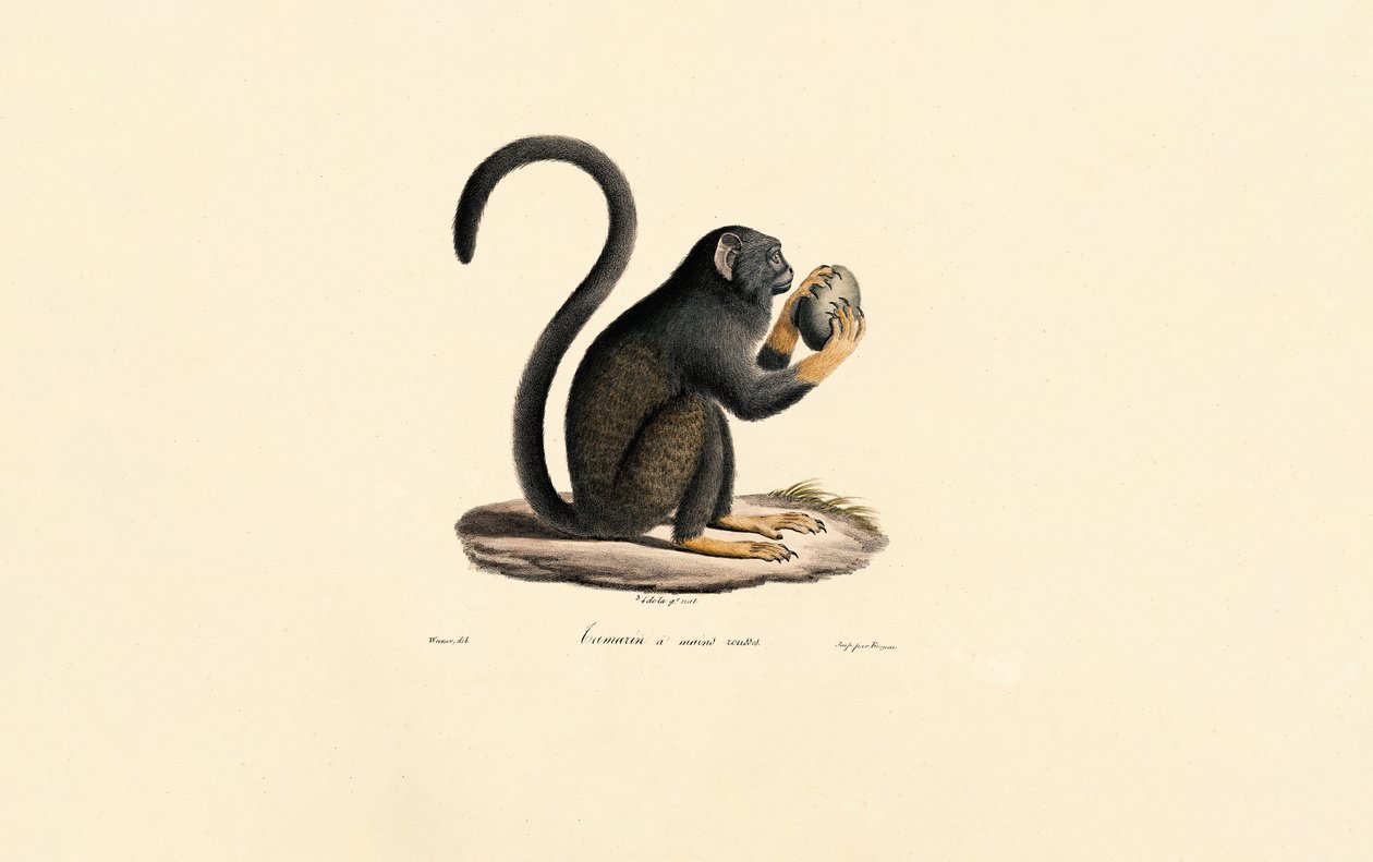 Mona Monkey with Fruit by Jacques Christophe Werner