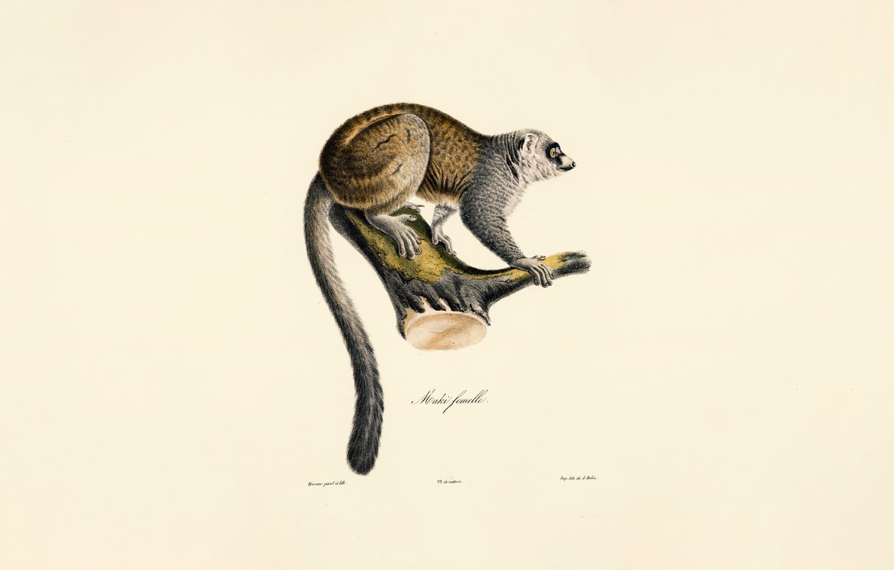 Mongoose Lemur (Female) by Jacques Christophe Werner