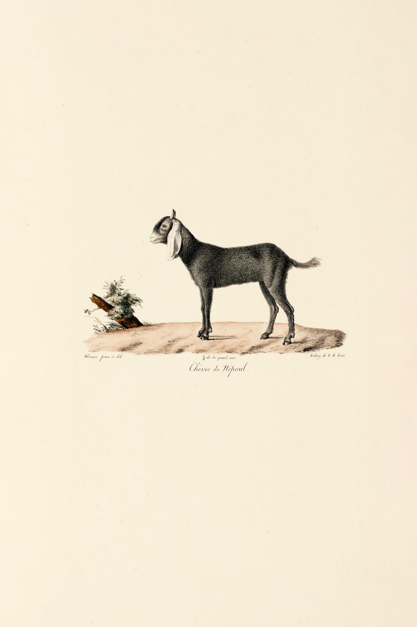 Nepalese Goat by Jacques Christophe Werner