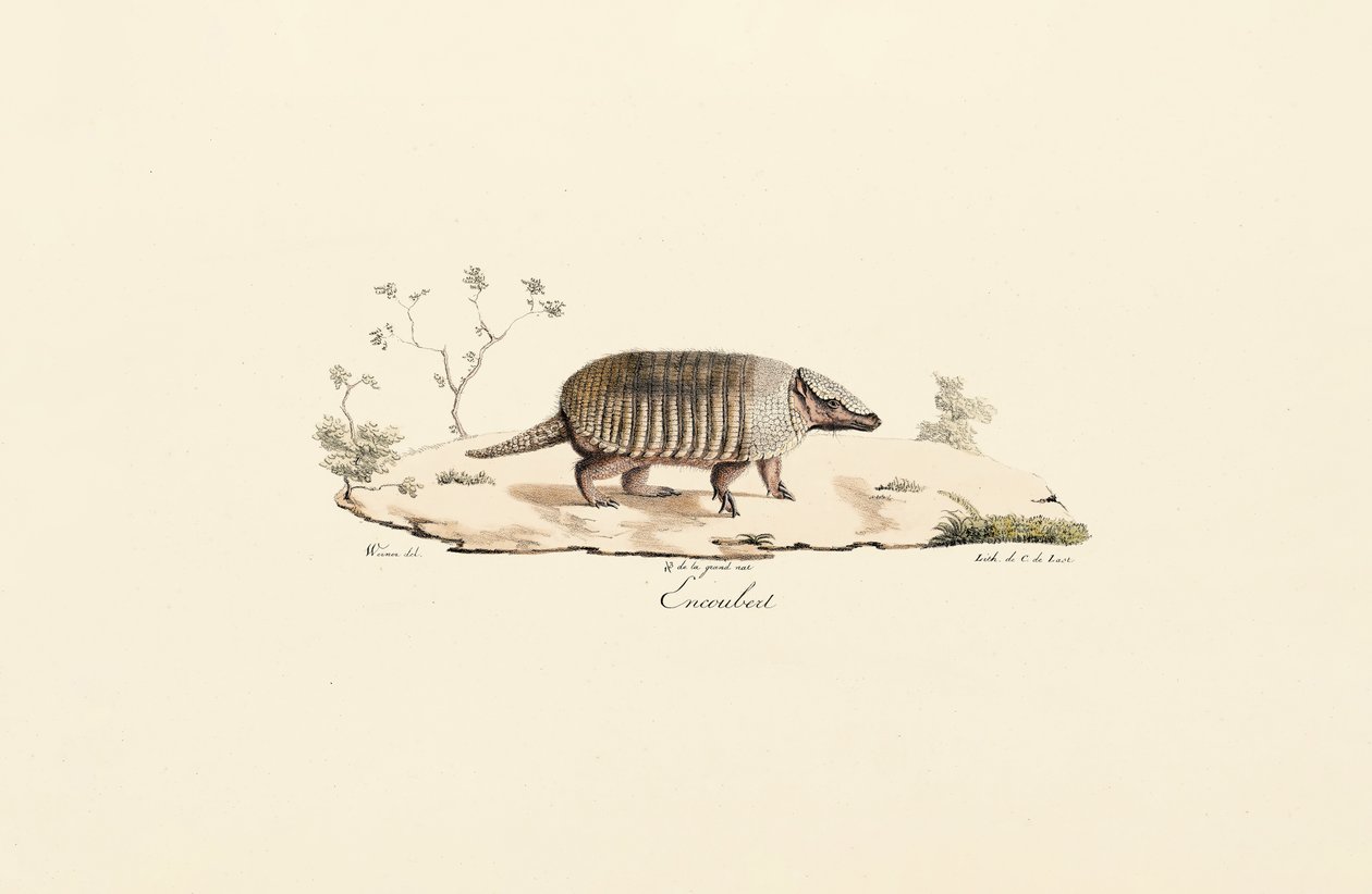 Nine-banded Armadillo by Jacques Christophe Werner