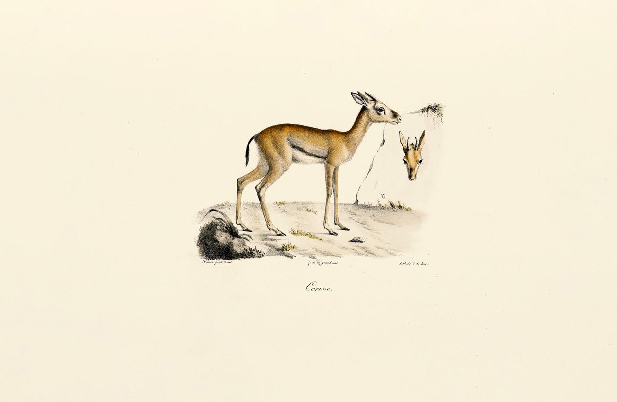 North African Gazelle by Jacques Christophe Werner