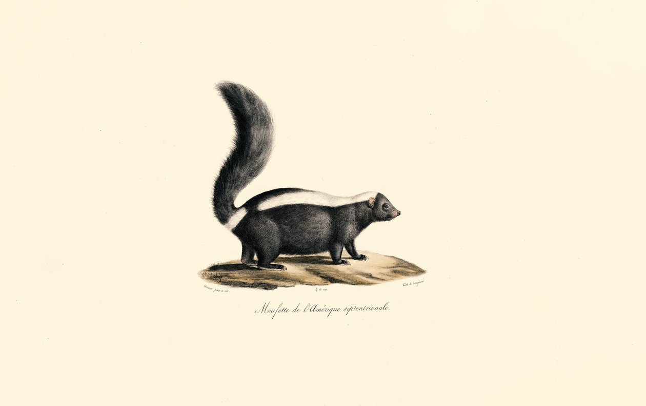 North American Skunk by Jacques Christophe Werner