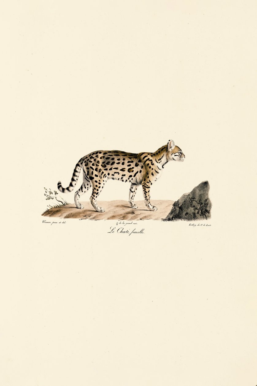 Female Ocelot by Jacques Christophe Werner