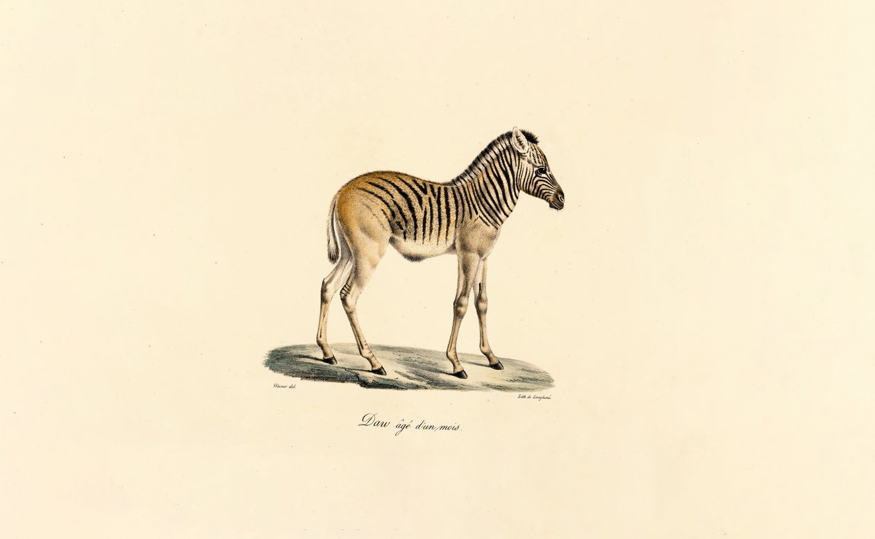 One-year-old Mountain Zebra by Jacques Christophe Werner
